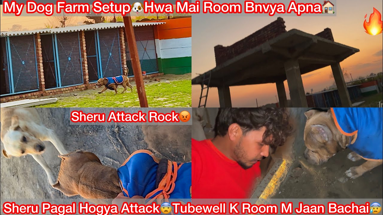 Sheru Pagal Hogya😨Rock Par Hamla Kiya Tubewell K Room Mai Jaan Bachai😰|| Half Room Ban Gya Farm Par🏠