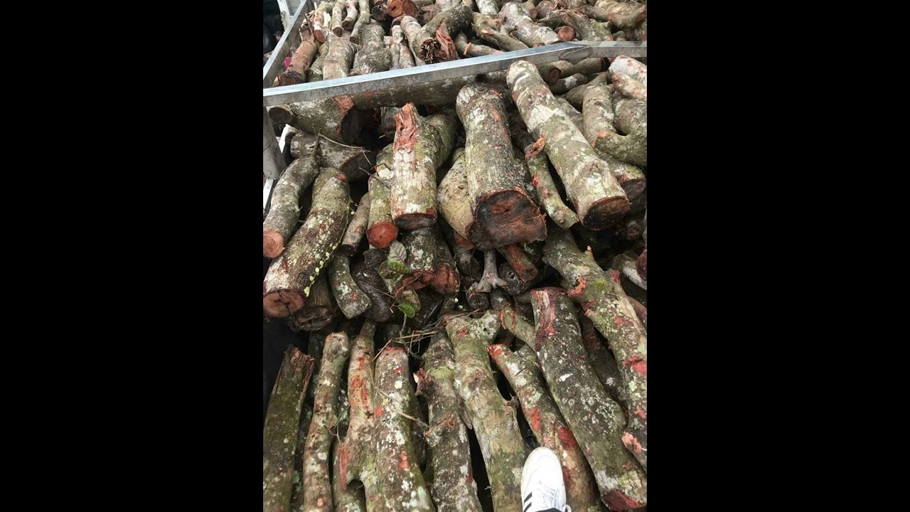 Củi đốt lò hơi 