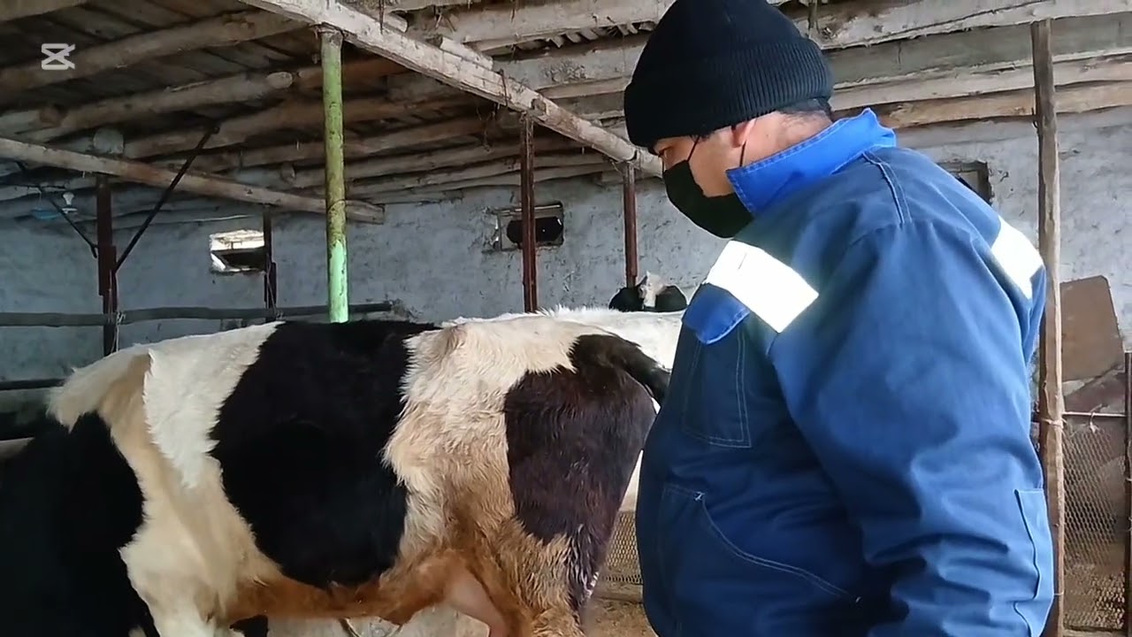 YASHUR KASSALIGINI BENZIN BILAN DAVOLASH Oxirigacha ko‘ring! 27.12.2025