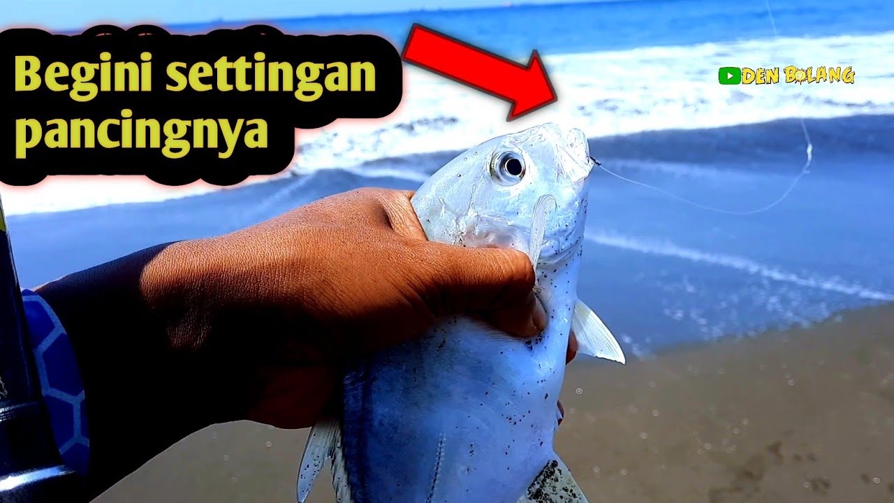 Settingan mancing pasiran target ikan baby gt