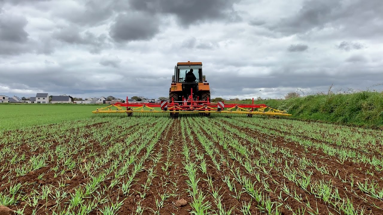 Herse étrille: comment bien réussir son désherbage sur céréales de printemps ?