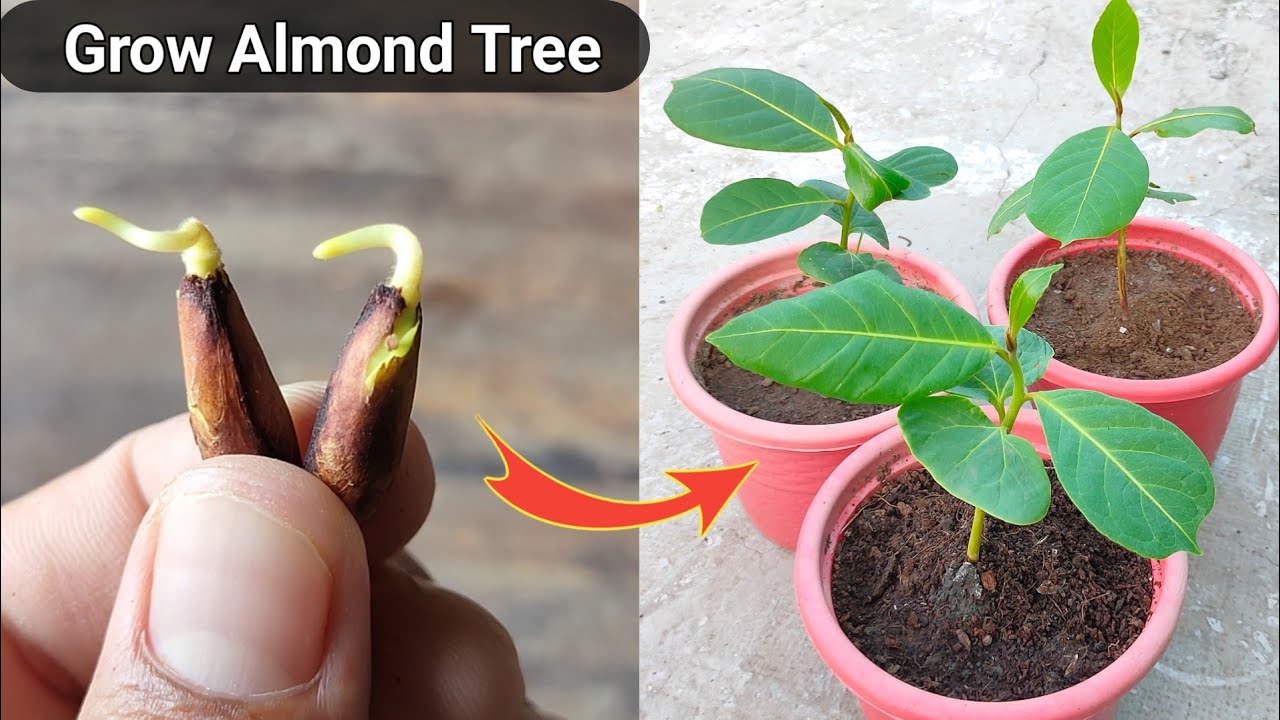 ऐसे उगाऐ बादाम के पौधे घर पर । How to grow Badaam tree from seeds at home .