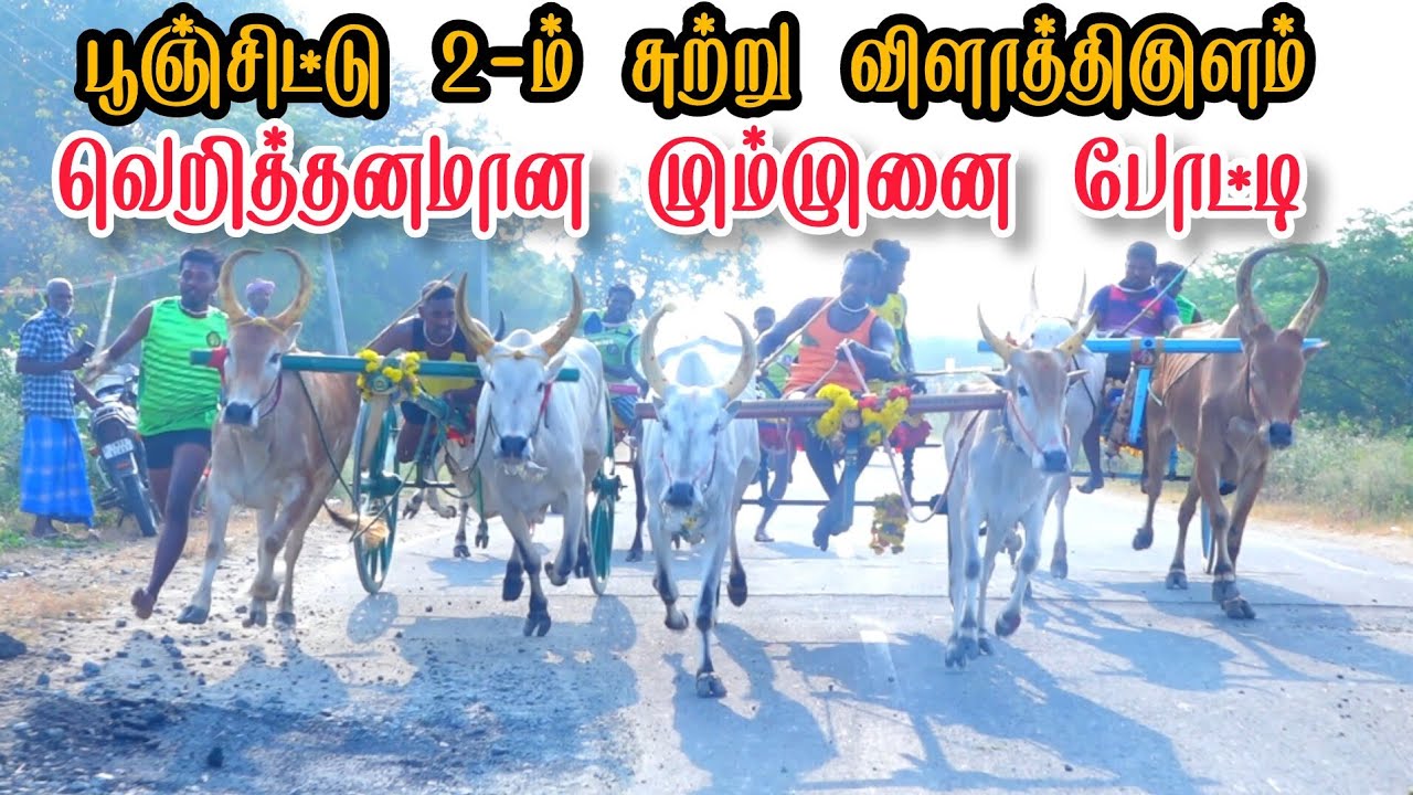 2 தூத்துக்குடி மாவட்டம் விளாத்திகுளம் பூஞ்சிட்டு 2-ம் சுற்று பந்தயம் 15-02-2026