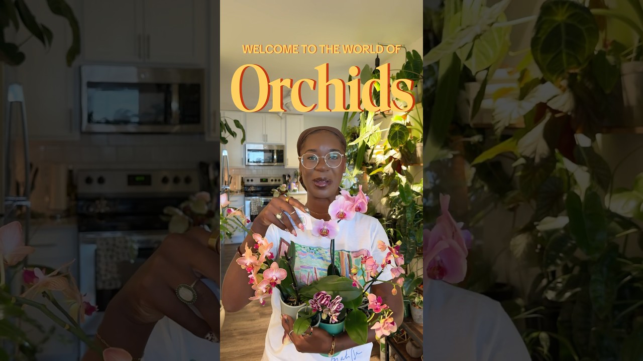 🌸Let&rsquo;s talk about Orchids!🌸 #orchid #plants