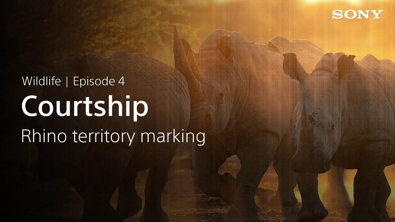 Why We Shoot - Wildlife - #4: Rhino courtship story