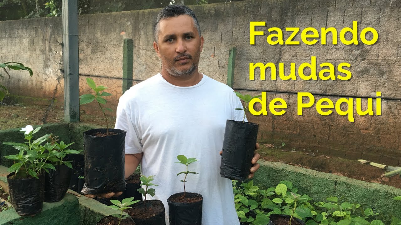 como fazer  mudas de pequi do cerrado