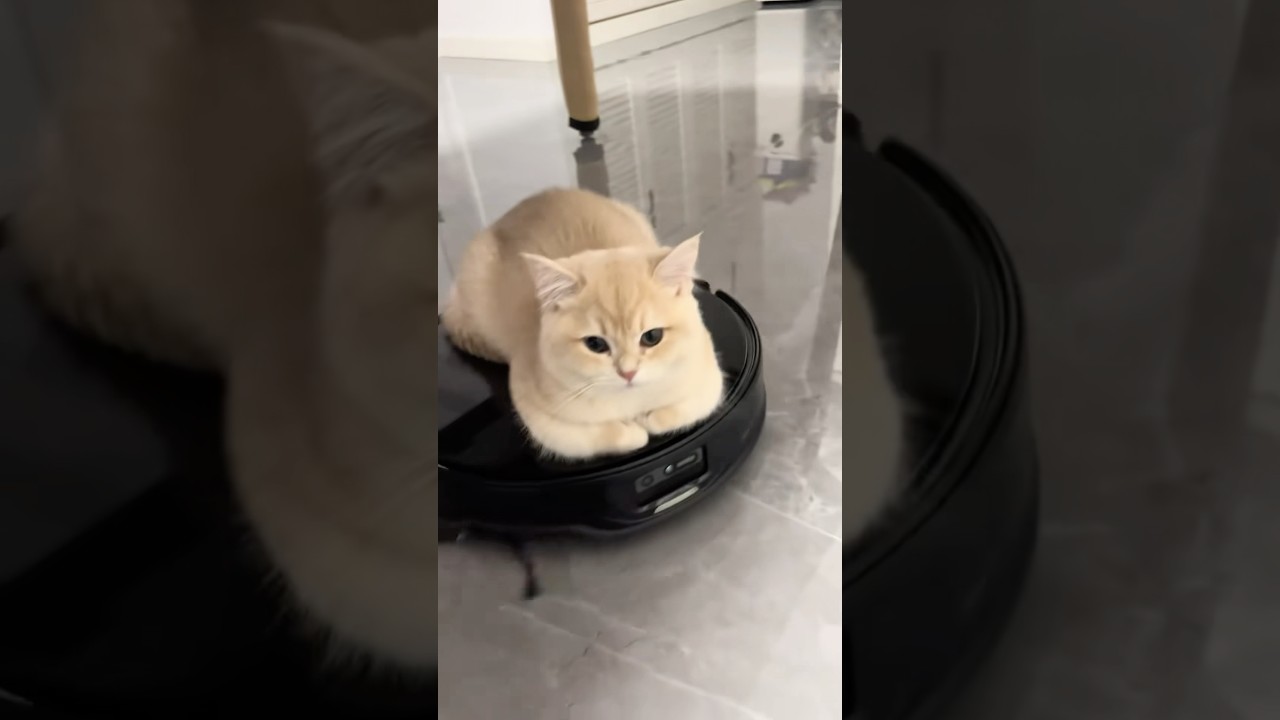 Why Do Cats Sit in Circles? It’s Weirdly Real!