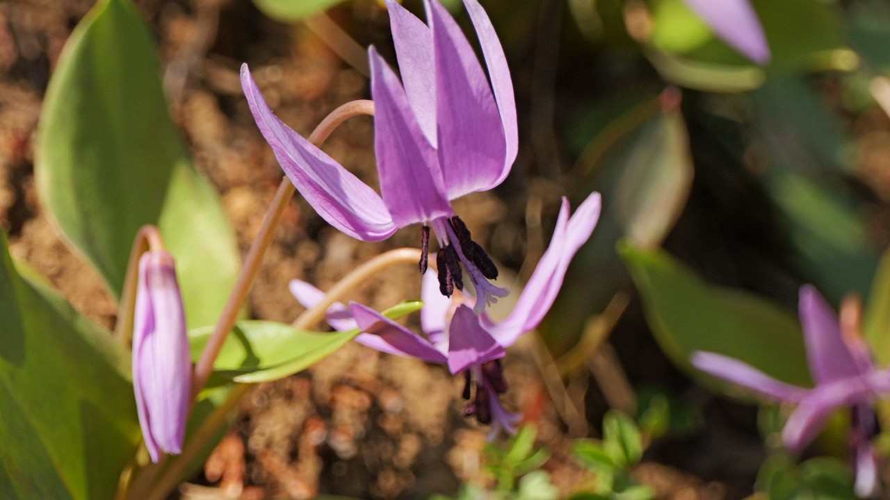 城山かたくりの里①　2026.03.08　春始まる　神奈川県相模原市
