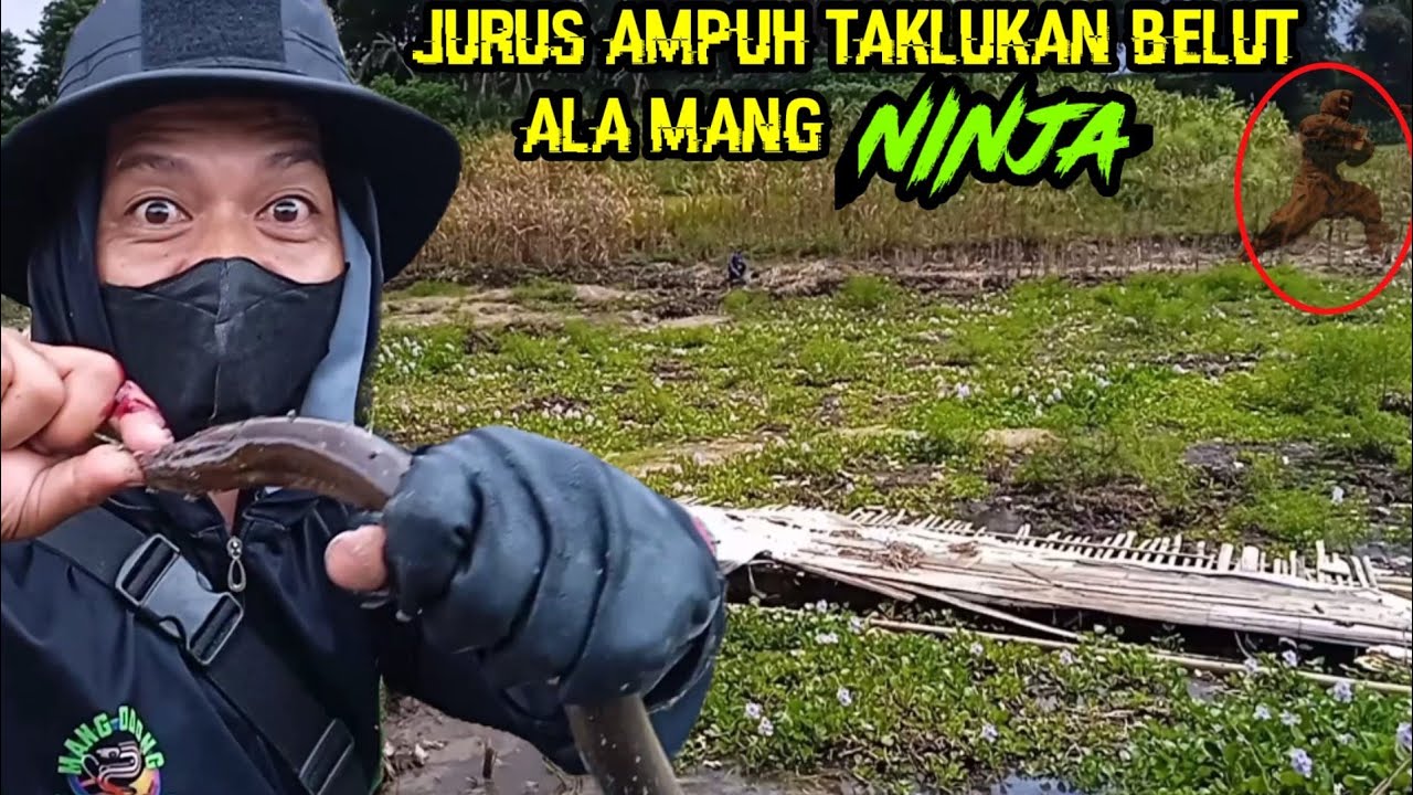 KEAHLIAN MANG NINJA DALAM MANCING BELUT, SUNGUH DILUAR NURUL‼️