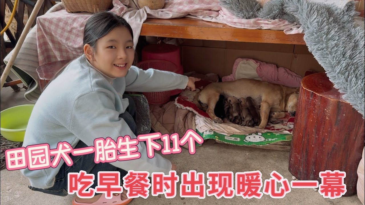農村田園犬一胎生下11個，坐月子第二天餓得到處轉，吃早餐時發生了什麼？看完真的太暖心了