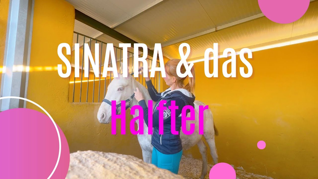 Sinatra und das Halfter