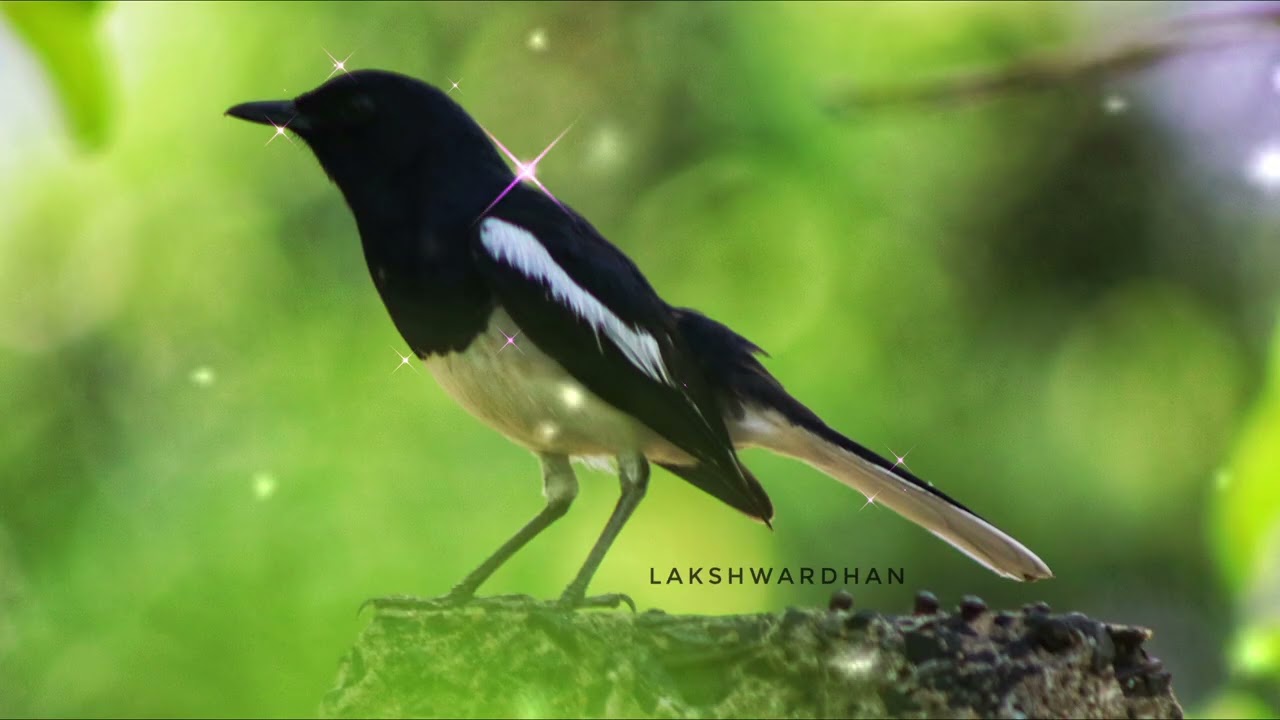 The morning rhymes of a sweet singing bird || The Madagascar Magpie -Robin 🐦😍 Meditational sound