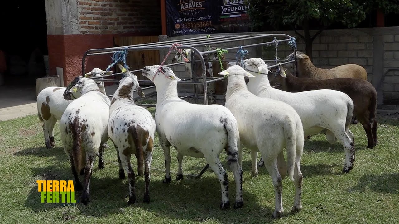Tierra Fértil Tv- Borregos Pelifolk de registro (07.10.23)