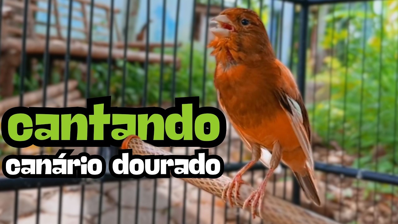 Muito bom Canário Belga  para o seu mestre canário HD - SIGNATURE CANARY