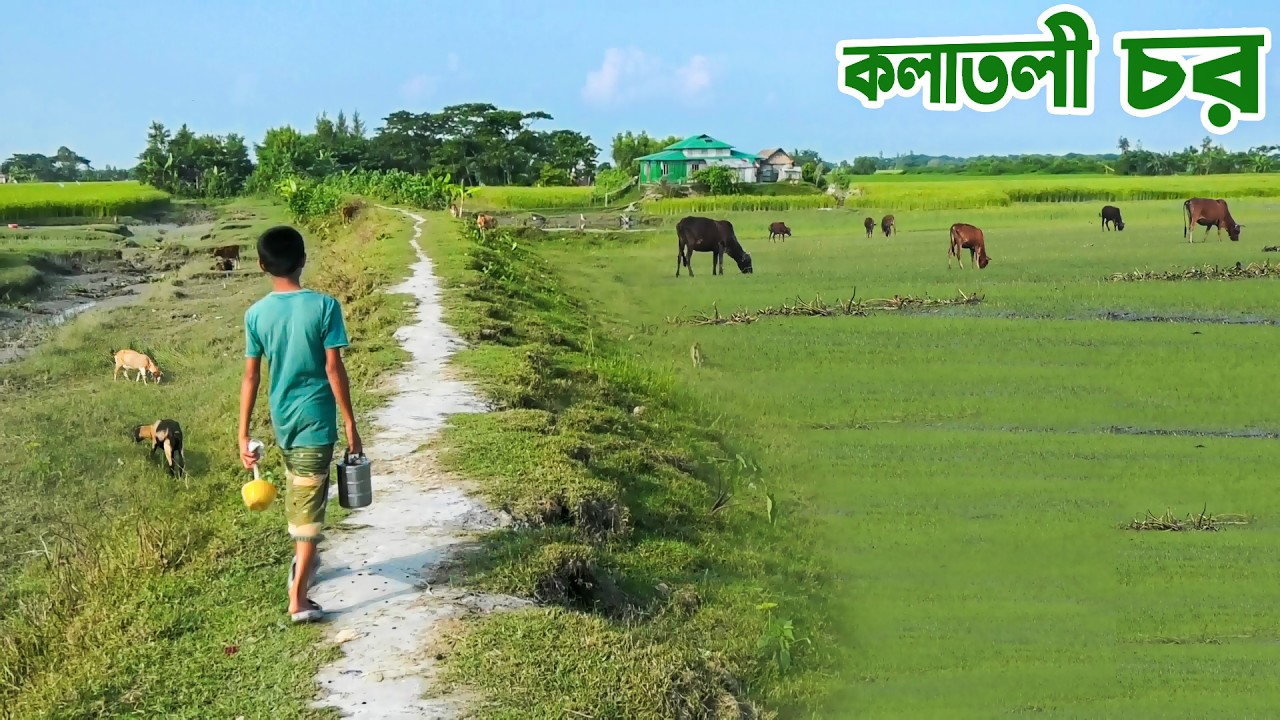 মেঘনার মোহনায় জলেভাসা দুর্গম কলাতলী চর || Panorama Documentary
