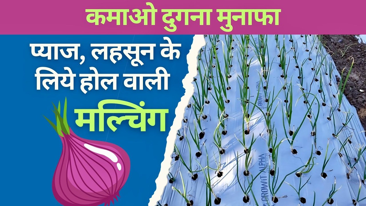 प्याज और लहसुन के लिए मल्चिंग टिप्स! || Mulching paper for onion
