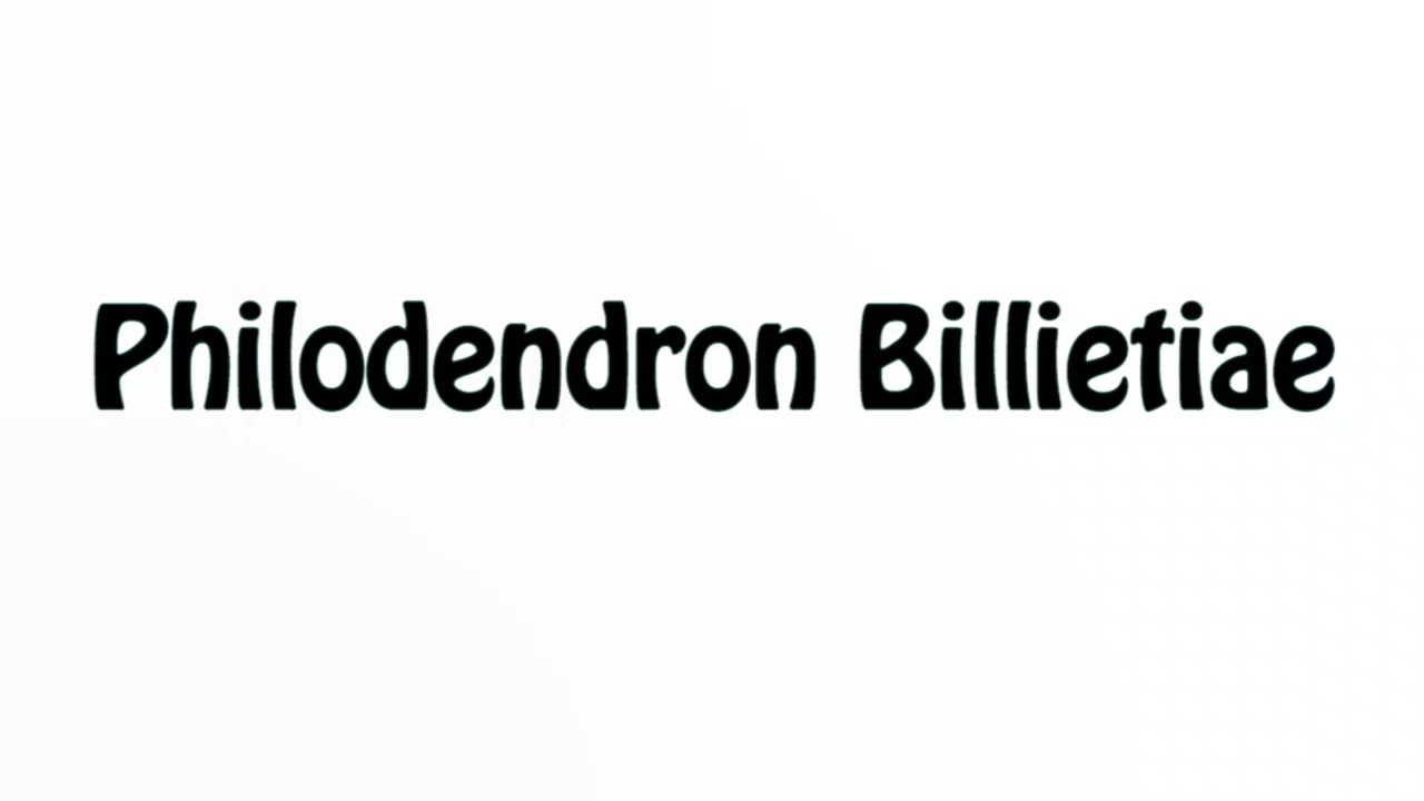 Learn How To Pronounce Philodendron Billietiae