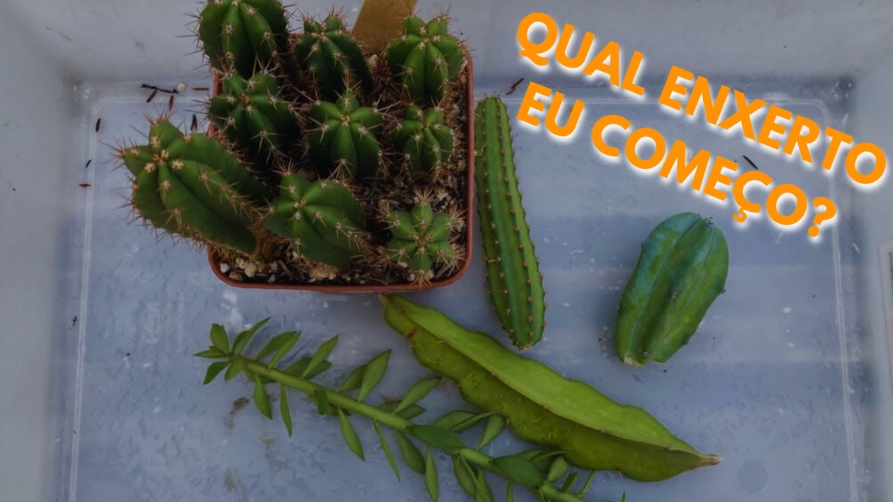 APRENDA DE UMA VEZ QUAL CAVALO PRA ENXERTO VOCÊ DEVE COMEÇAR A USAR!