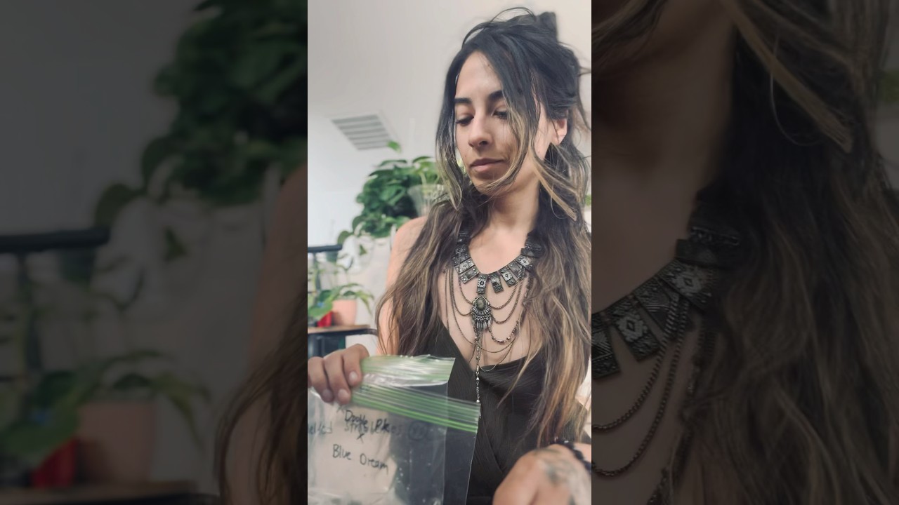 🌱 Pheno hunting cannabis seeds and Giant Montera Deliciosa seeds 🌱 Be versatile in growing 🧘🏻&zwj;♀️