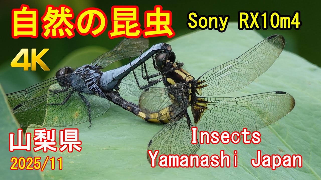 自然の昆虫・山梨県・11/2025 Insects Japan Sony RX10m4 [4K]