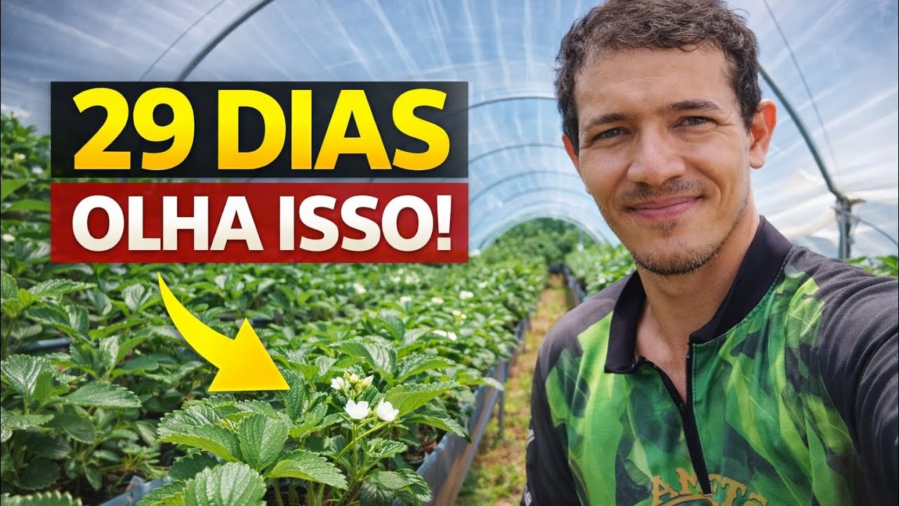 🍓 LAVOURA DE MORANGO COM 29 DIAS! OLHA ESSA EVOLUÇÃO! 🌱