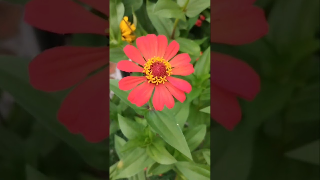 #Zinnia