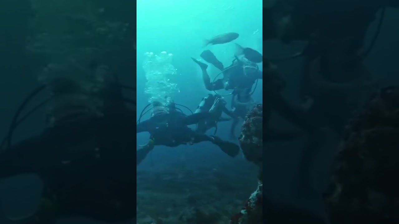 PADI Divemaster training and 30 DAY INTERNSHIP 