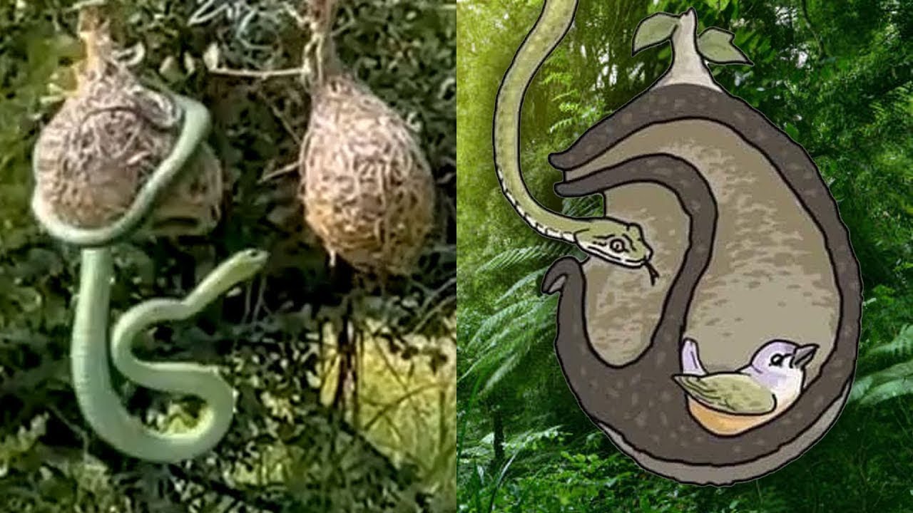 การสร้างรังของนกที่แสนฉลาด..จนศัตรูหาทางเข้าไม่เจอ