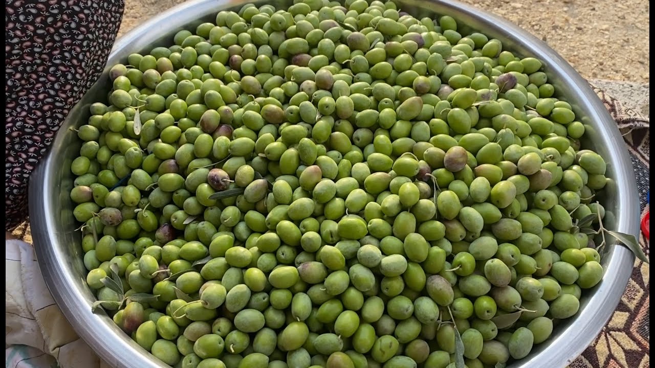 KIŞA KİLO KİLO YAPIYORUM YİNE DE DOYAMIYORUZ 😍3 YIL KARARMAZ YUMUŞAMAZ  TAŞ KIRMA YEŞİL ZEYTİN🫒