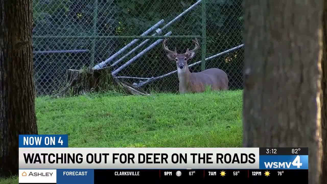 Kentucky transportation officials issue annual ‘Antler Alert’ for drivers amid fall season
