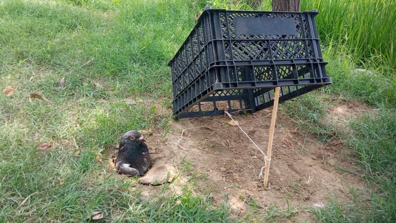 The First Bird Trap Using Big Plastic Basket in Front of Hole Bird.