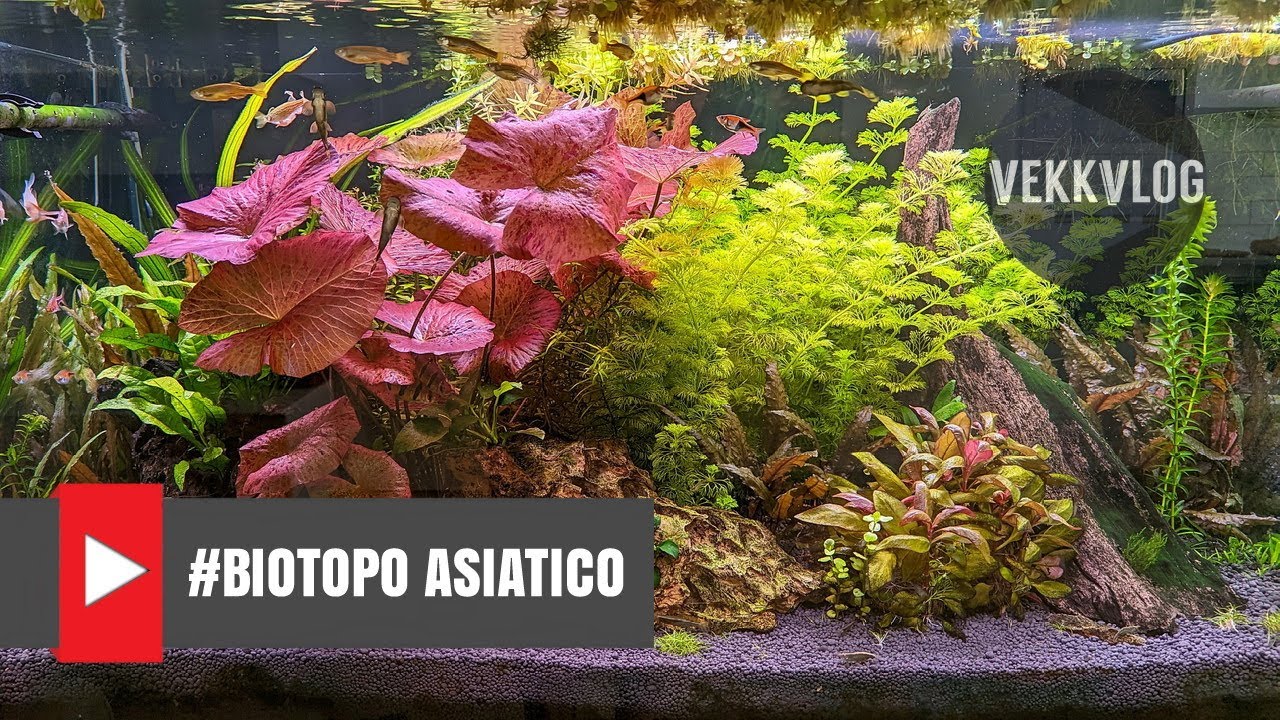 Biotopo Asiatico 2022