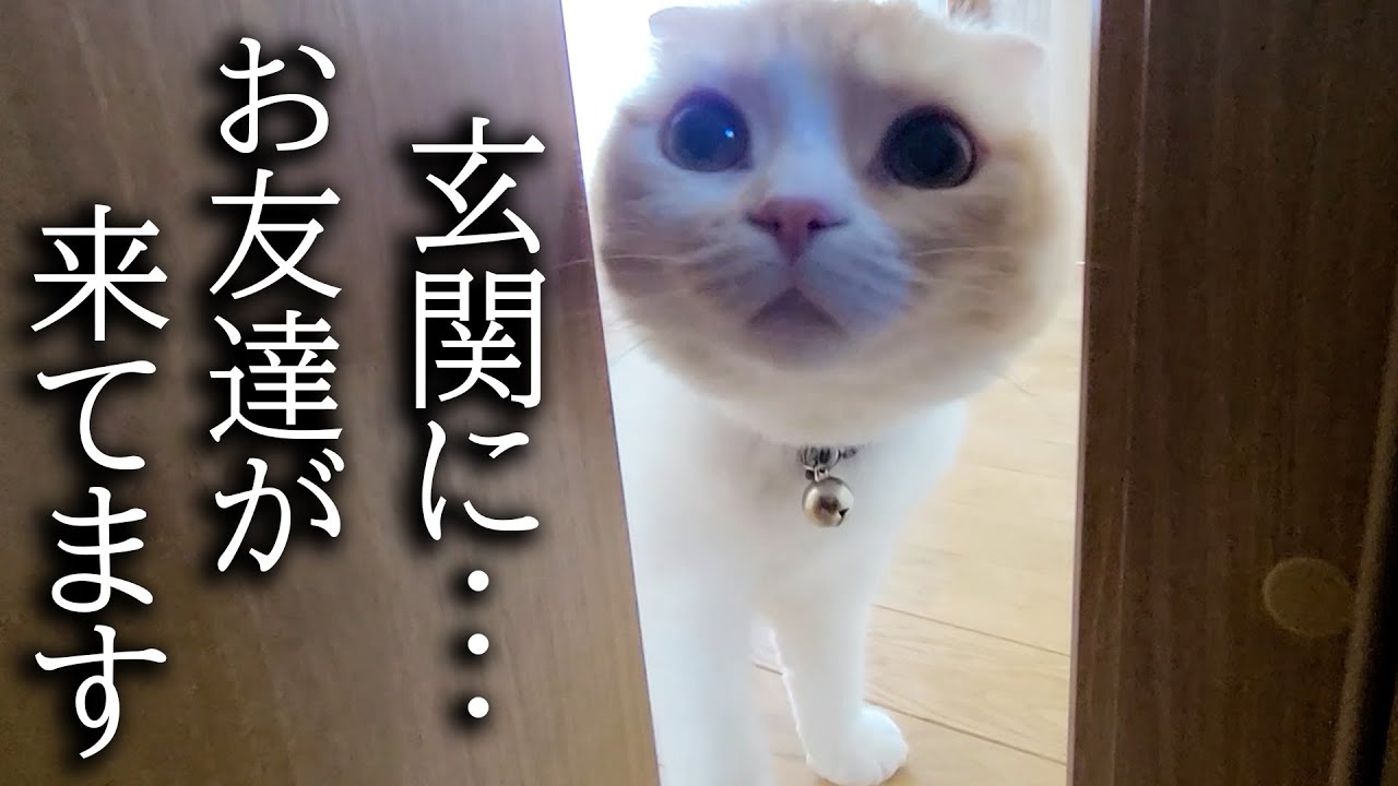 突然の友達の訪問に大喜びの猫と犬がこちらです