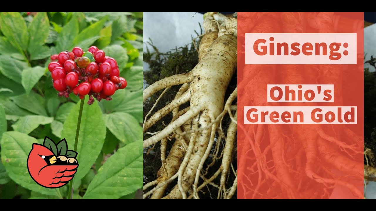 Ginseng: Ohio's Green Gold