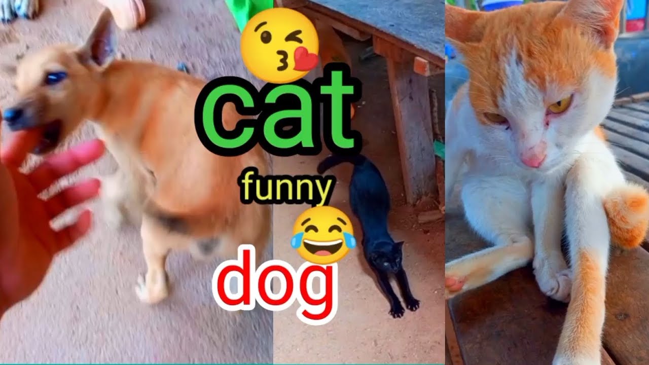Funny 😂cat and dog 😁🤣Video 😘