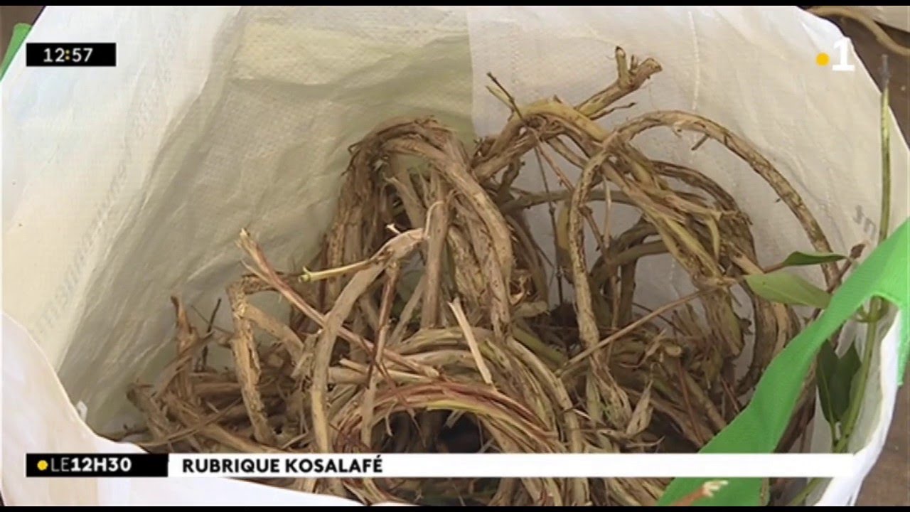 Kosalafé tressage liane Chèvrefeuille