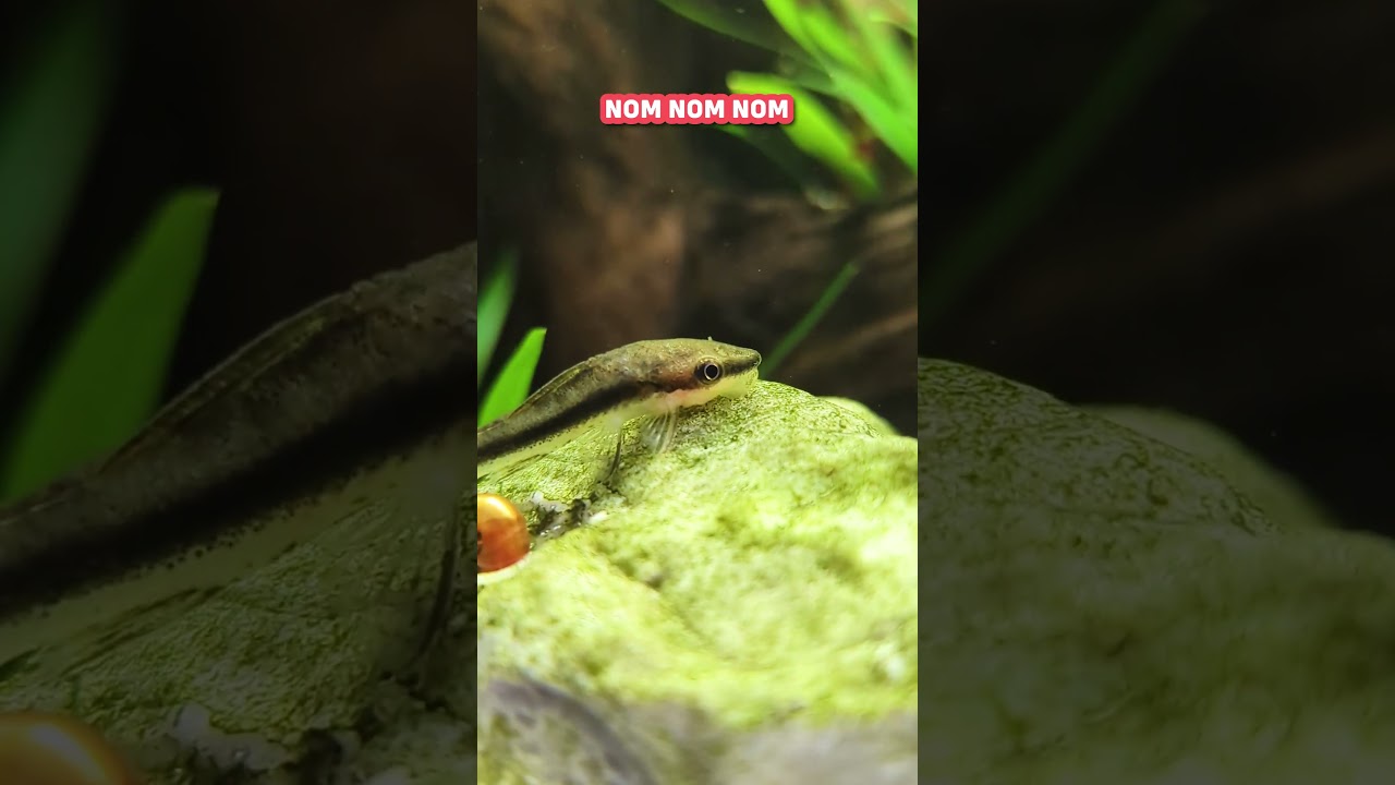 Otocinclus Catfish Are INCREDIBLE Algae Eaters!