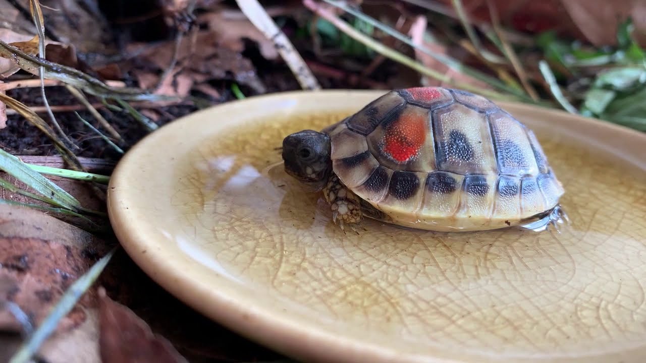 Verzorging van de Griekse landschildpad (Testudo hermanni boettgeri)