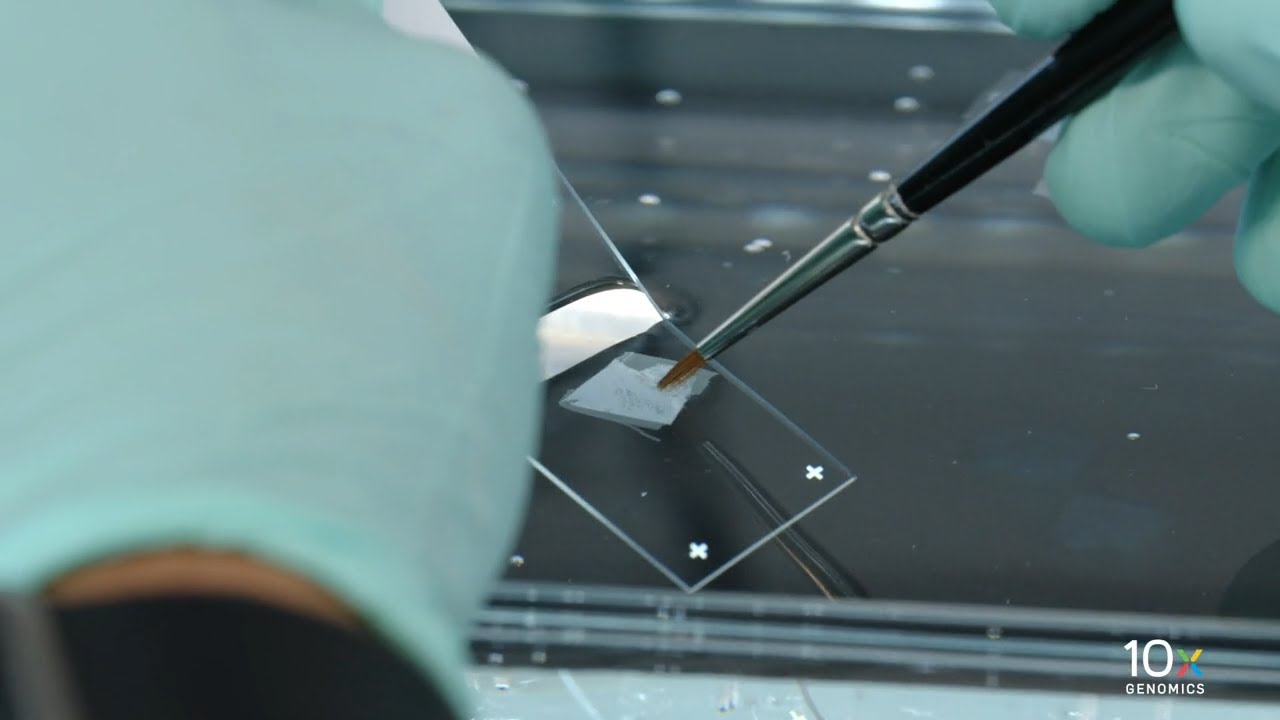 Visium CytAssist Tissue Preparation Guide | Section Placement on Glass Slides