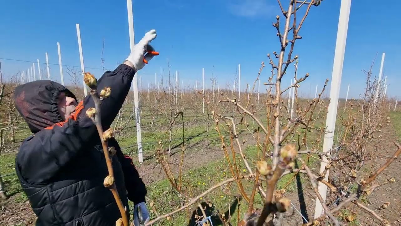 Rezidba kruške na rod,zašto se grane povijaju,izolacija vrha