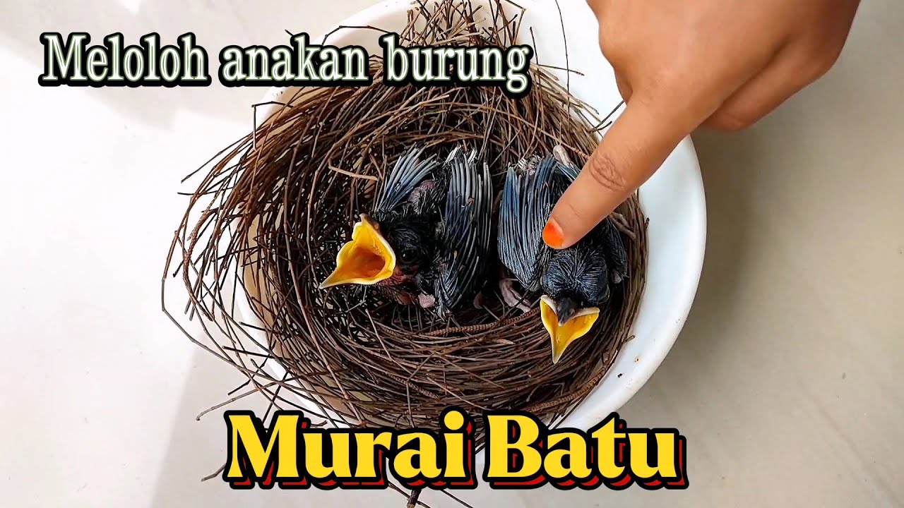 Meloloh anakan burung murai umur 7 hari