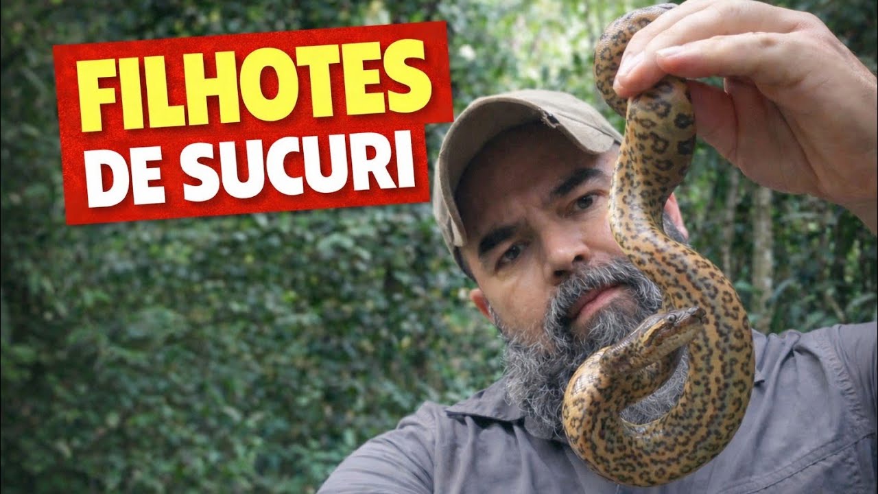 FILHOTES DE SUCURÍ RESGATADOS E SOLTOS NA MATA