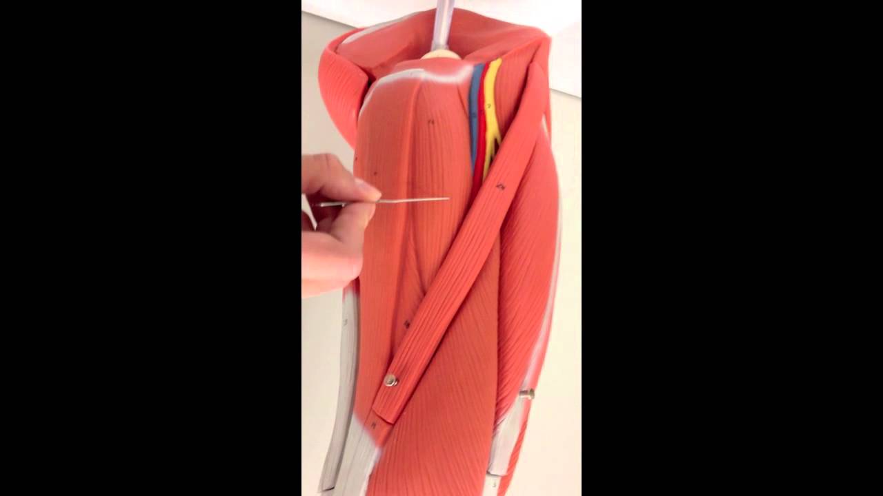 Lower Extremity Muscles on Model