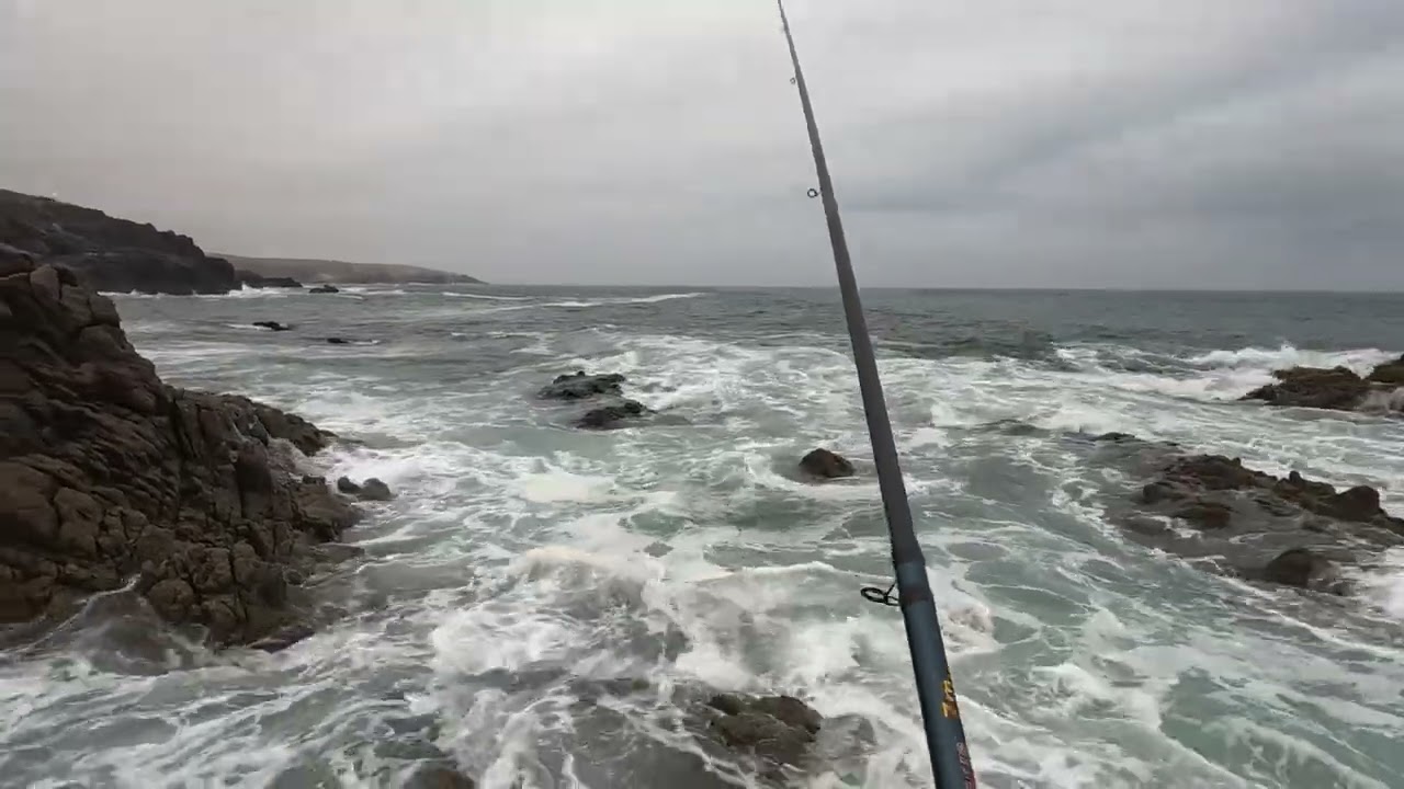 Nhare bla charghou  #sar #بلوطة #mirleft #maroc #شرغو #fishing