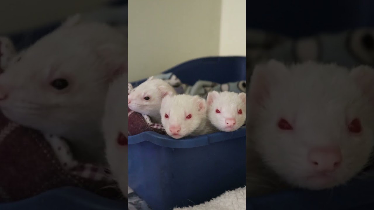 Day in the life of an animal care assistant