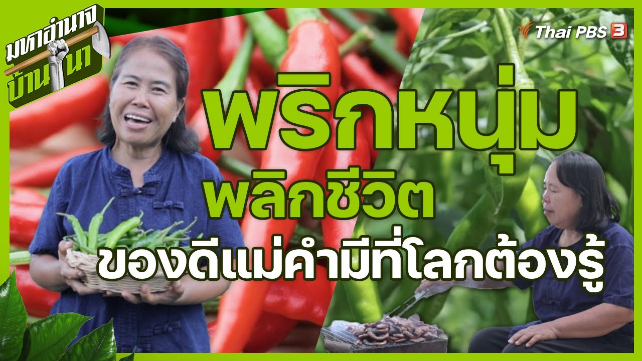 พริกหนุ่มพลิกชีวิต ของดีแม่คำมีที่โลกต้องรู้ | มหาอำนาจบ้านนา