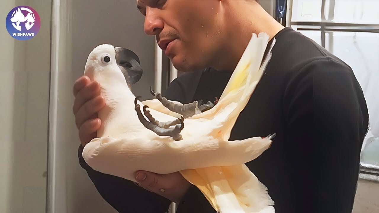 This Parrot Never Misses a Trip to Home Depot With His Dad