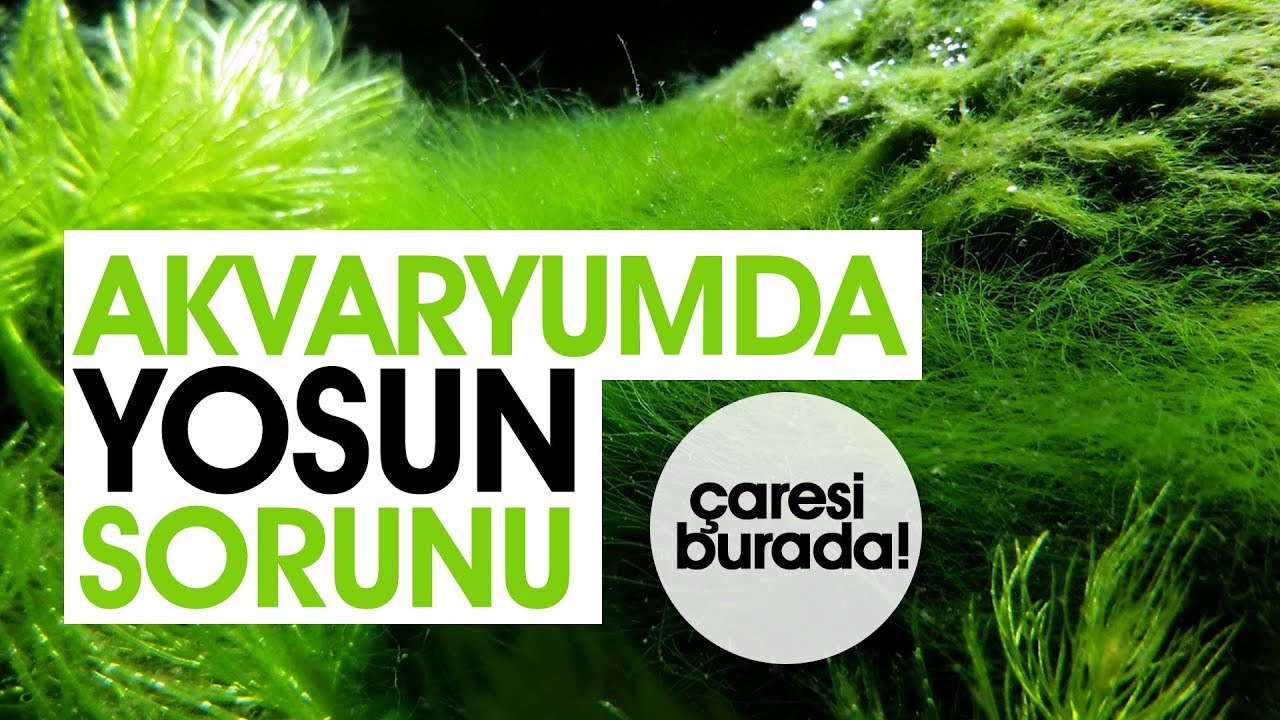 Akvaryumda Yosun Sorunu