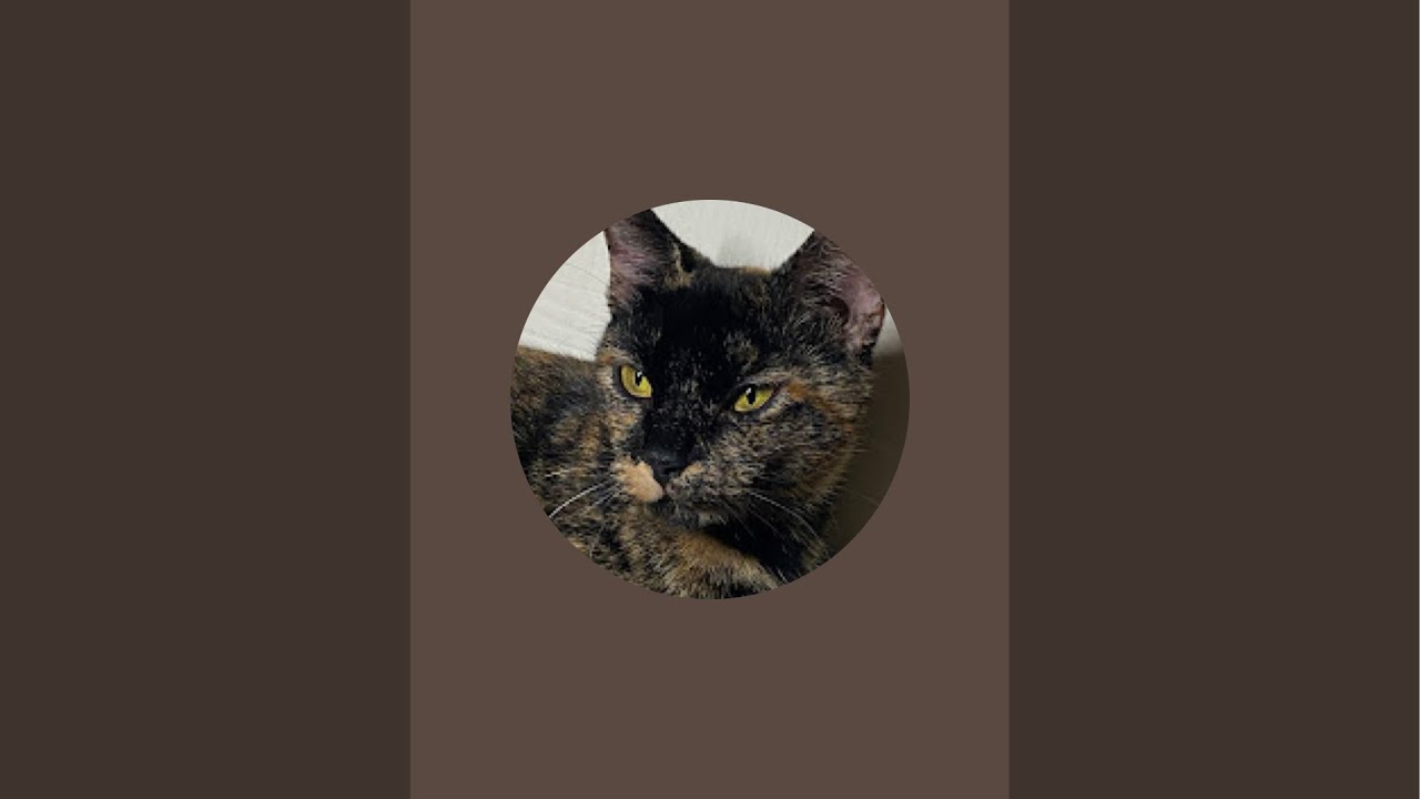 Kuntry Kittens is live! -Dinner Time