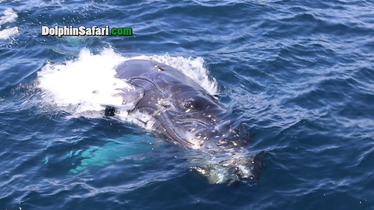 Baby Humpback Whale Plays With Dana Point Whale Watchers